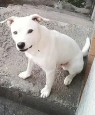 Cachorro ra a pit bul com vira lata idade 3 anos nome ted