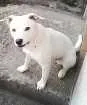 Cachorro raça pit bul com vira lata idade 3 anos nome ted