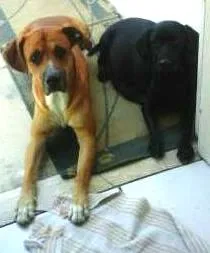 Cachorro ra a SRD idade Abaixo de 2 meses nome filhotes