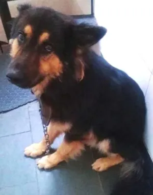 Cachorro raça Pastor Belga idade 5 anos nome Scooby
