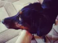 fera