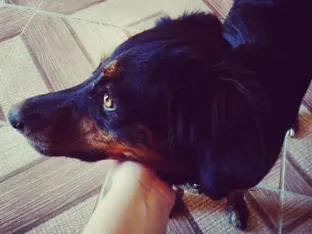 Cachorro ra a vira lata idade 1 ano nome fera