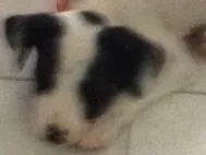 Cachorro raça SRD idade Abaixo de 2 meses nome CINDY