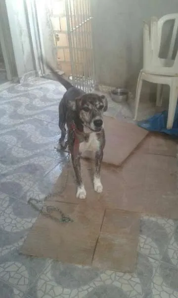 Cachorro ra a Mestiça idade  nome Simba