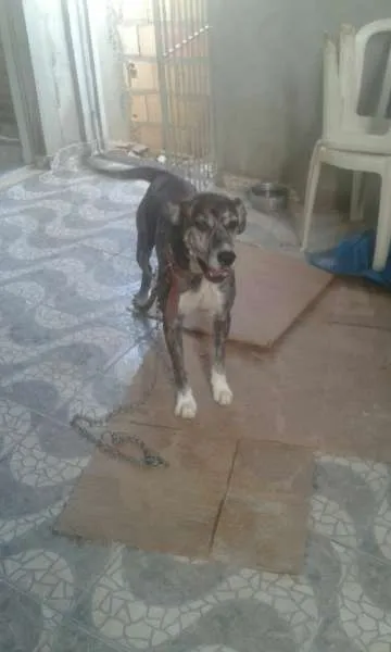 Cachorro ra a Mestiça idade  nome Simba