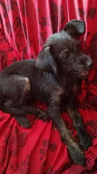 Cachorro ra a poodle, misturado idade 2 a 6 meses nome Neguinha