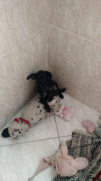 Cachorro ra a poodle, misturado idade 2 a 6 meses nome Neguinha