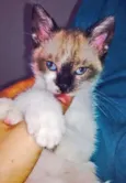 Marlinda