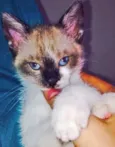 Marlinda