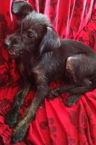 Cachorro ra a poodle, misturado idade 2 a 6 meses nome Neguinha