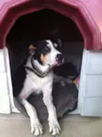 Barão