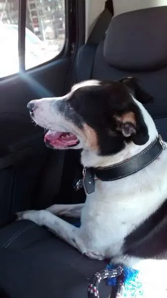 Cachorro ra a SRD idade 6 ou mais anos nome Barão