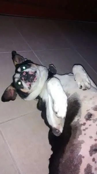 Cachorro ra a SRD idade 6 ou mais anos nome Barão
