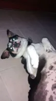 Barão