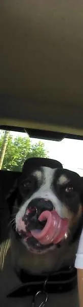 Cachorro ra a SRD idade 6 ou mais anos nome Barão