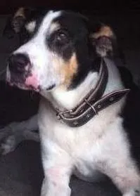 Cachorro raça SRD idade 6 ou mais anos nome Barão