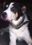 Barão