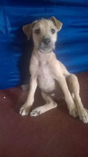 Cachorro ra a SRD idade 2 a 6 meses nome Desconhecido