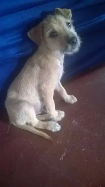 Cachorro ra a SRD idade 2 a 6 meses nome Desconhecido