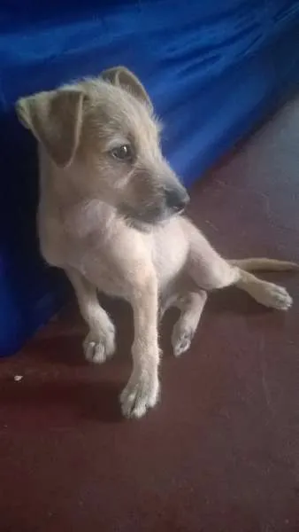 Cachorro ra a SRD idade 2 a 6 meses nome Desconhecido