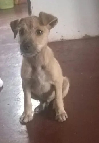 Cachorro ra a SRD idade 2 a 6 meses nome Desconhecido