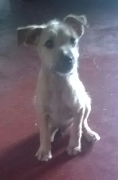 Cachorro ra a SRD idade 2 a 6 meses nome Desconhecido