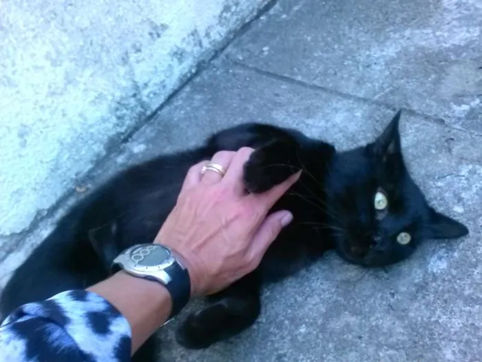 Gato raça PCB idade 2 anos nome Maru