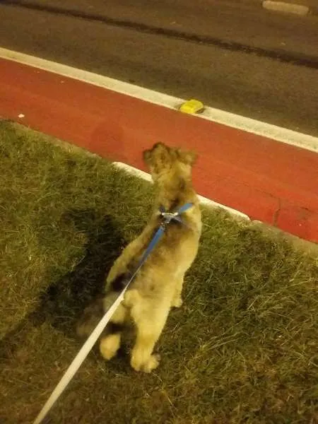 Cachorro raça SRD idade 2 a 6 meses nome Tequila
