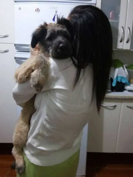 Cachorro raça SRD idade 2 a 6 meses nome Tequila