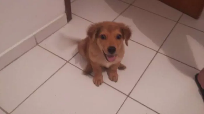 Cachorro ra a SRD idade Abaixo de 2 meses nome Barao