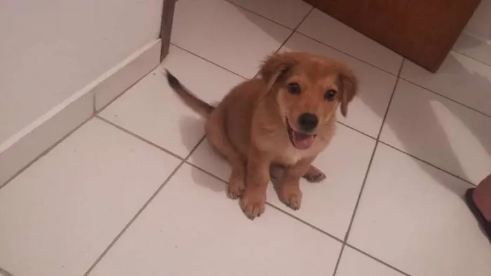 Cachorro ra a SRD idade Abaixo de 2 meses nome Barao