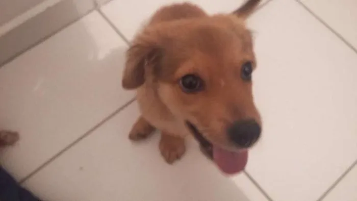 Cachorro ra a SRD idade Abaixo de 2 meses nome Barao