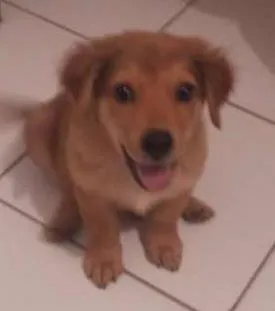 Cachorro ra a SRD idade Abaixo de 2 meses nome Barao