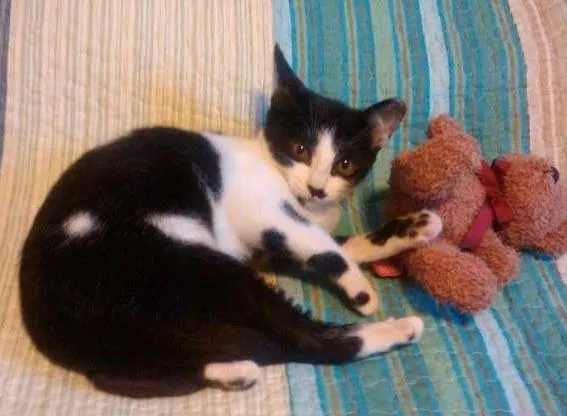 Gato ra a SRD idade 2 a 6 meses nome Chaplin
