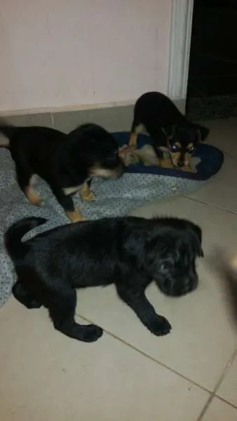 Cachorro ra a vira lata idade Abaixo de 2 meses nome sem nome