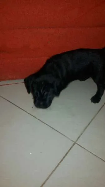 Cachorro ra a vira lata idade Abaixo de 2 meses nome sem nome