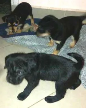 Cachorro raça vira lata idade Abaixo de 2 meses nome sem nome