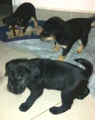 Cachorro ra a vira lata idade Abaixo de 2 meses nome sem nome