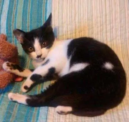 Gato ra a SRD idade 2 a 6 meses nome Chaplin