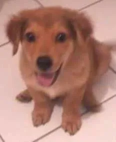 Cachorro ra a SRD idade Abaixo de 2 meses nome Barao