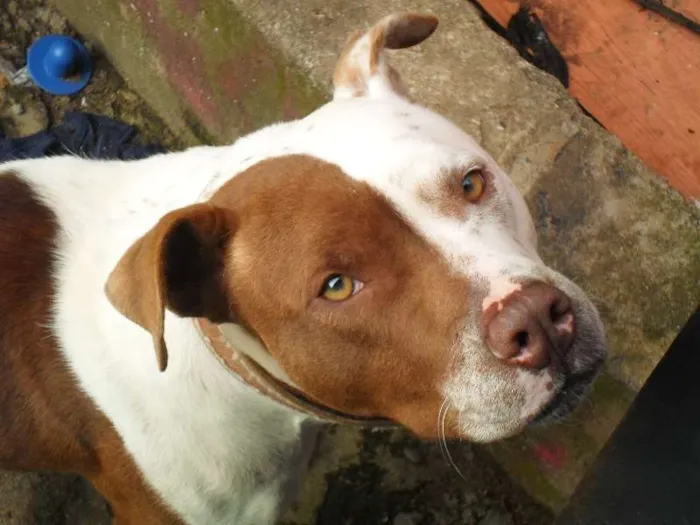 Cachorro ra a Pit Bull idade 2 anos nome Yara