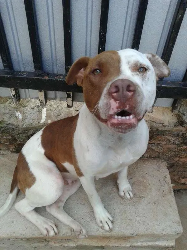 Cachorro ra a Pit Bull idade 2 anos nome Yara