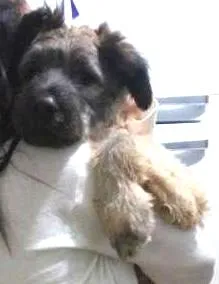 Cachorro raça SRD idade 2 a 6 meses nome Tequila