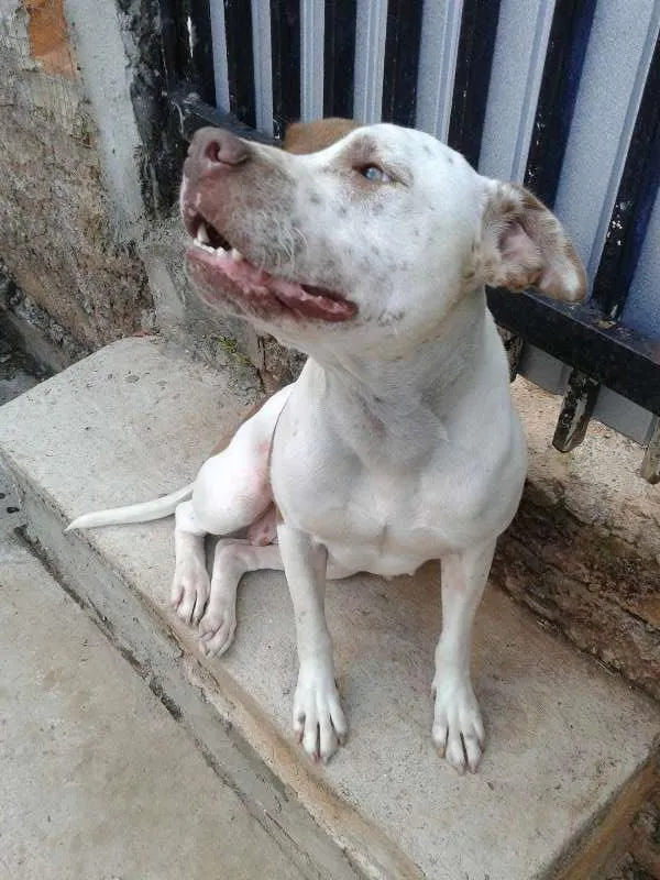 Cachorro ra a Pit Bull idade 2 anos nome Yara