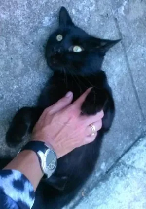 Gato raça PCB idade 2 anos nome Maru