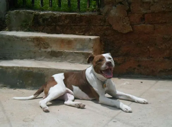 Cachorro ra a Pit Bull idade 2 anos nome Yara