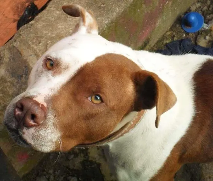 Cachorro ra a Pit Bull idade 2 anos nome Yara