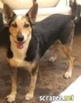 NIKITA