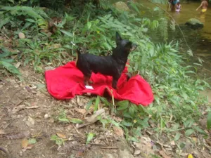Cachorro raça Pinscher idade 4 anos nome BLADE GRATIFICA