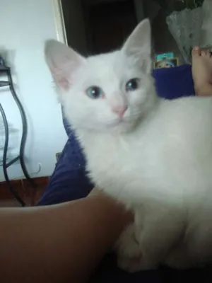 Gato raça Vira lata idade 7 a 11 meses nome Marley, Caco e brisa